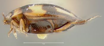 Media type: image;   Entomology 23887 Aspect: habitus lateral view
